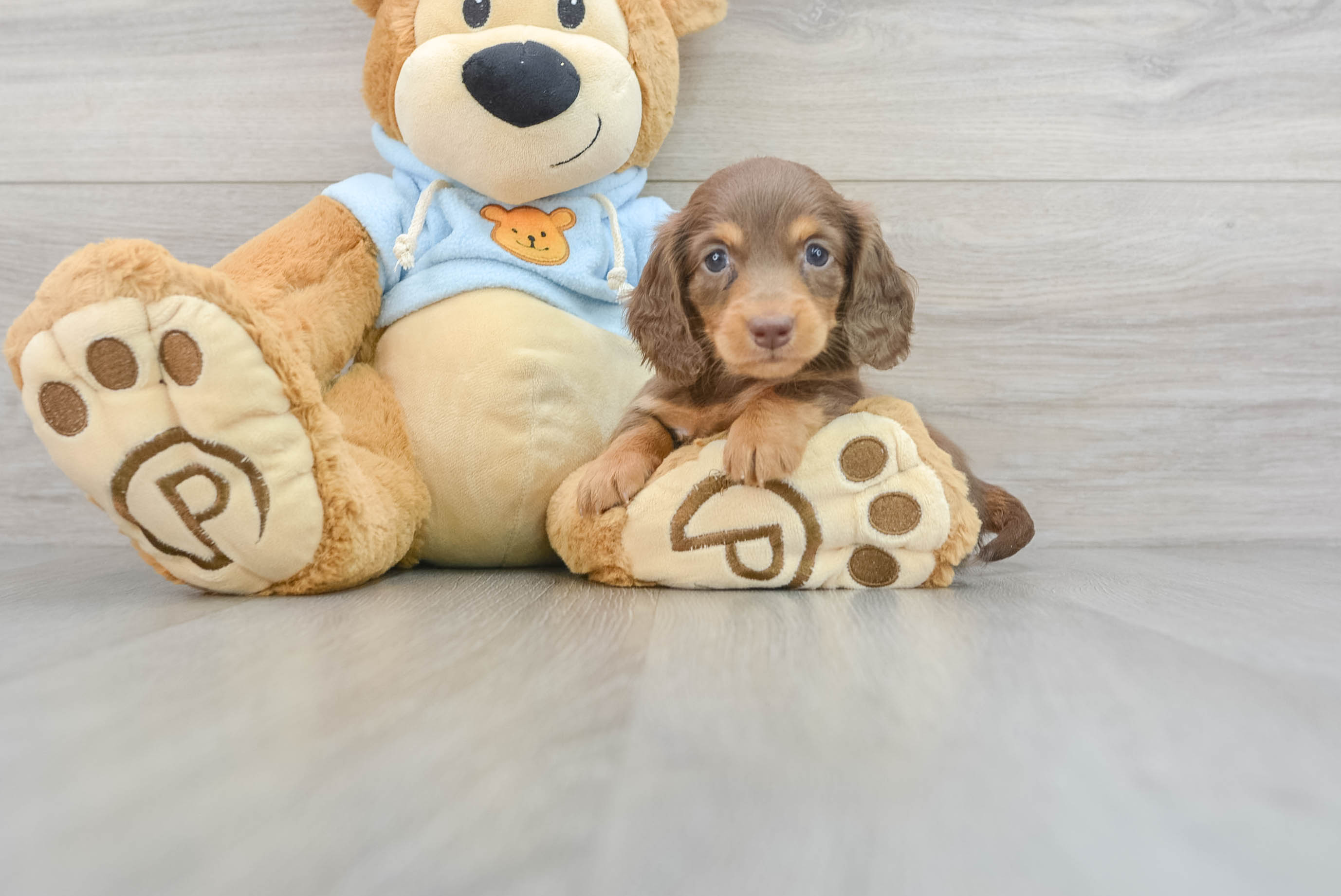 Dachshund puppies for sale store in grand rapids michigan