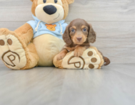9 week old Dachshund Puppy For Sale - Premier Pups