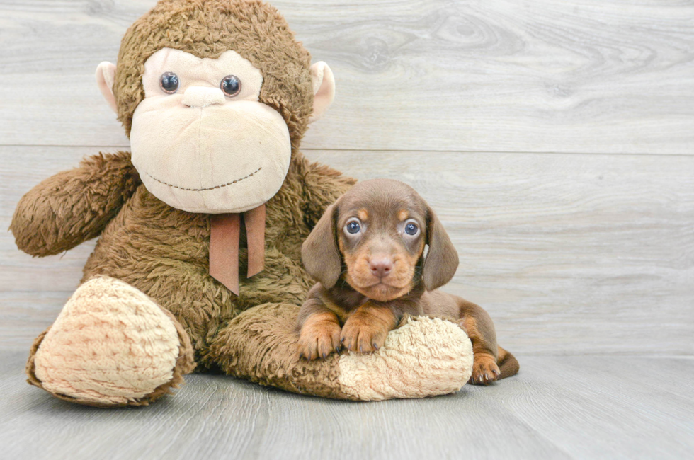 6 week old Dachshund Puppy For Sale - Premier Pups