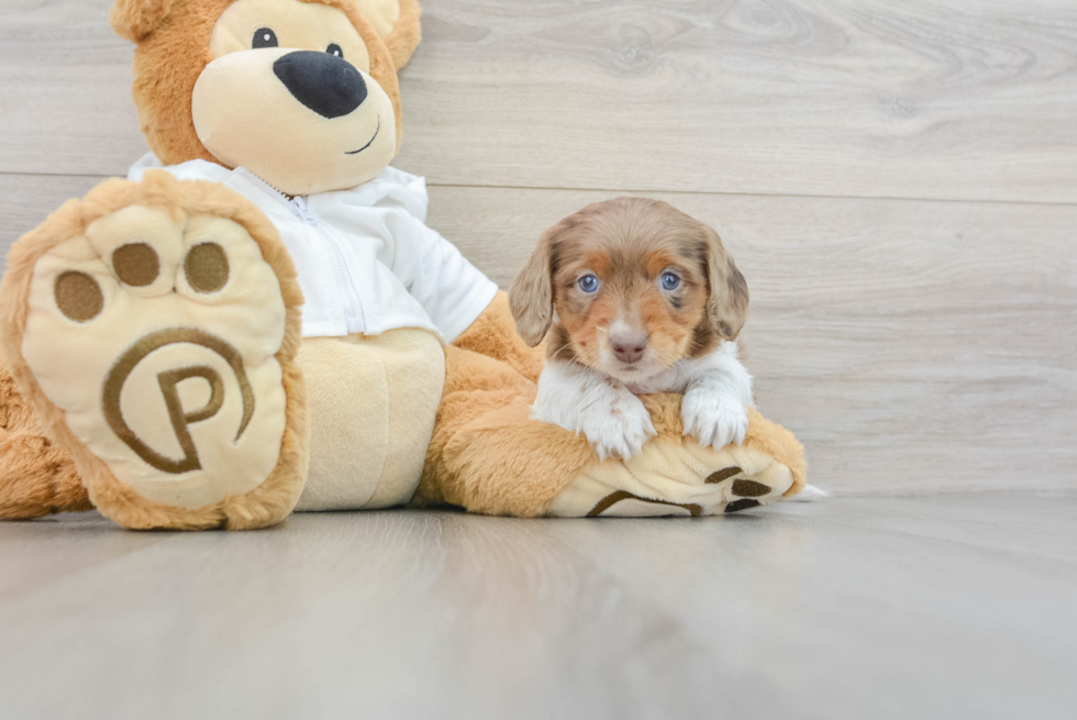 Cute Dachshund Purebred Puppy