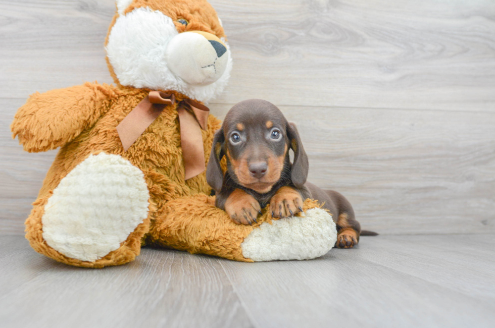 7 week old Dachshund Puppy For Sale - Premier Pups