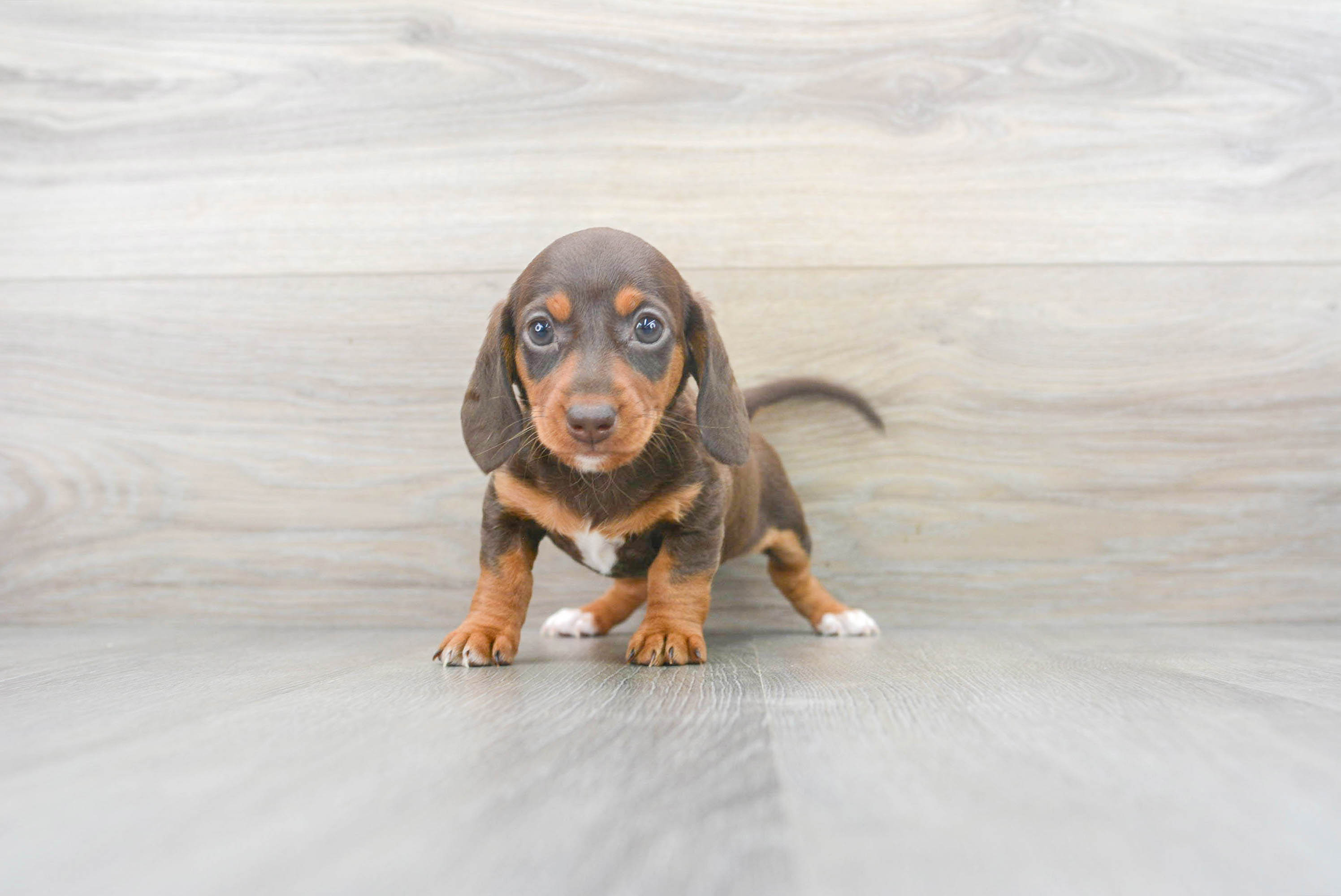 sausage dog for sale gumtree