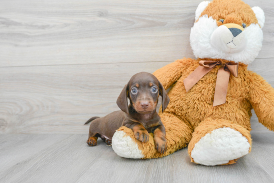 Best Dachshund Baby