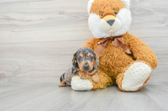 Cute Dachshund Purebred Pup