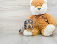 5 week old Dachshund Puppy For Sale - Premier Pups
