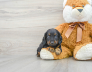 6 week old Dachshund Puppy For Sale - Premier Pups