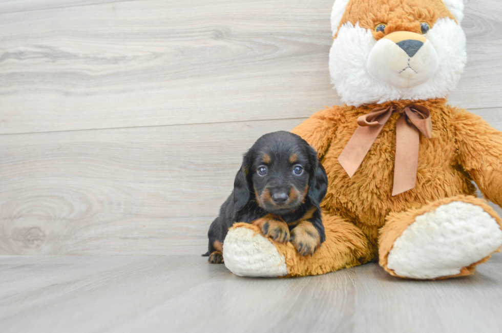 5 week old Dachshund Puppy For Sale - Premier Pups