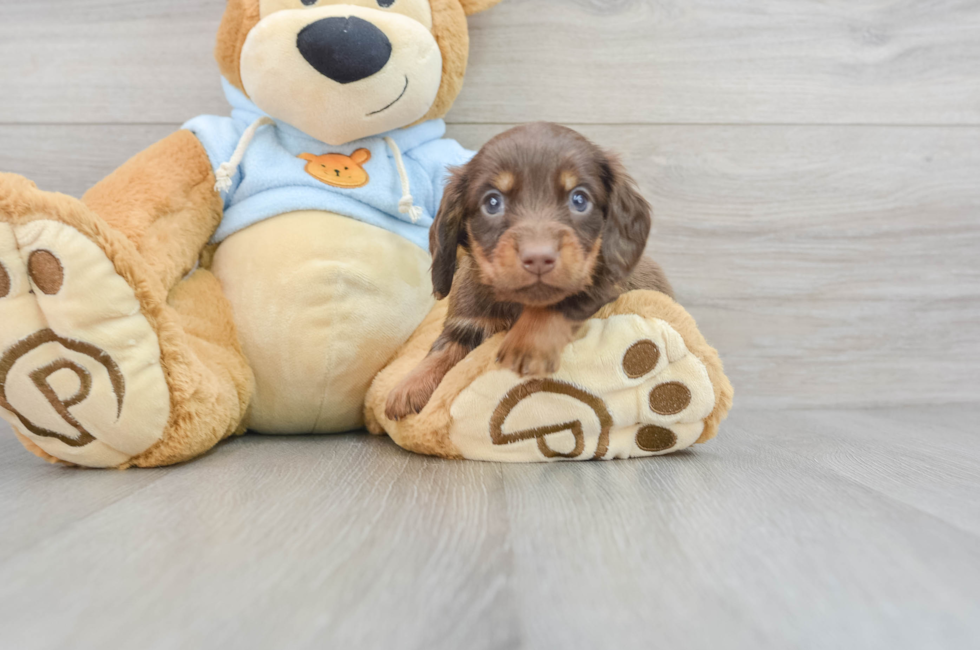 7 week old Dachshund Puppy For Sale - Premier Pups