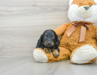 6 week old Dachshund Puppy For Sale - Premier Pups