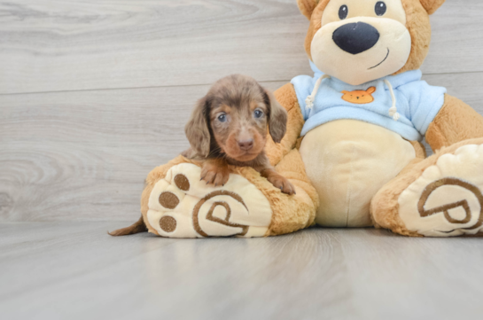 Cute Dachshund Baby