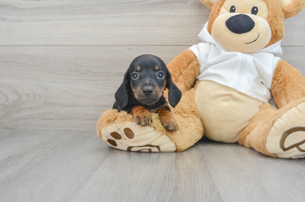 6 week old Dachshund Puppy For Sale - Premier Pups