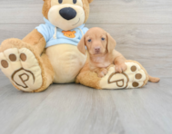 8 week old Dachshund Puppy For Sale - Premier Pups
