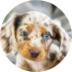 Dachshund Puppies For Sale - Premier Pups
