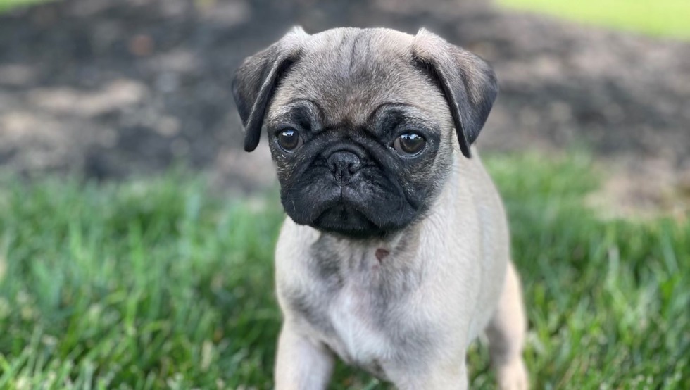 Playful pug puppy ideal for toddlers