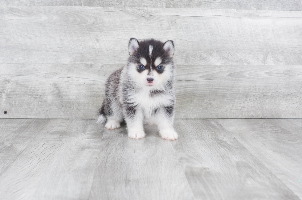 Pomsky puppies for sale | Small cross puppies breeds for ...