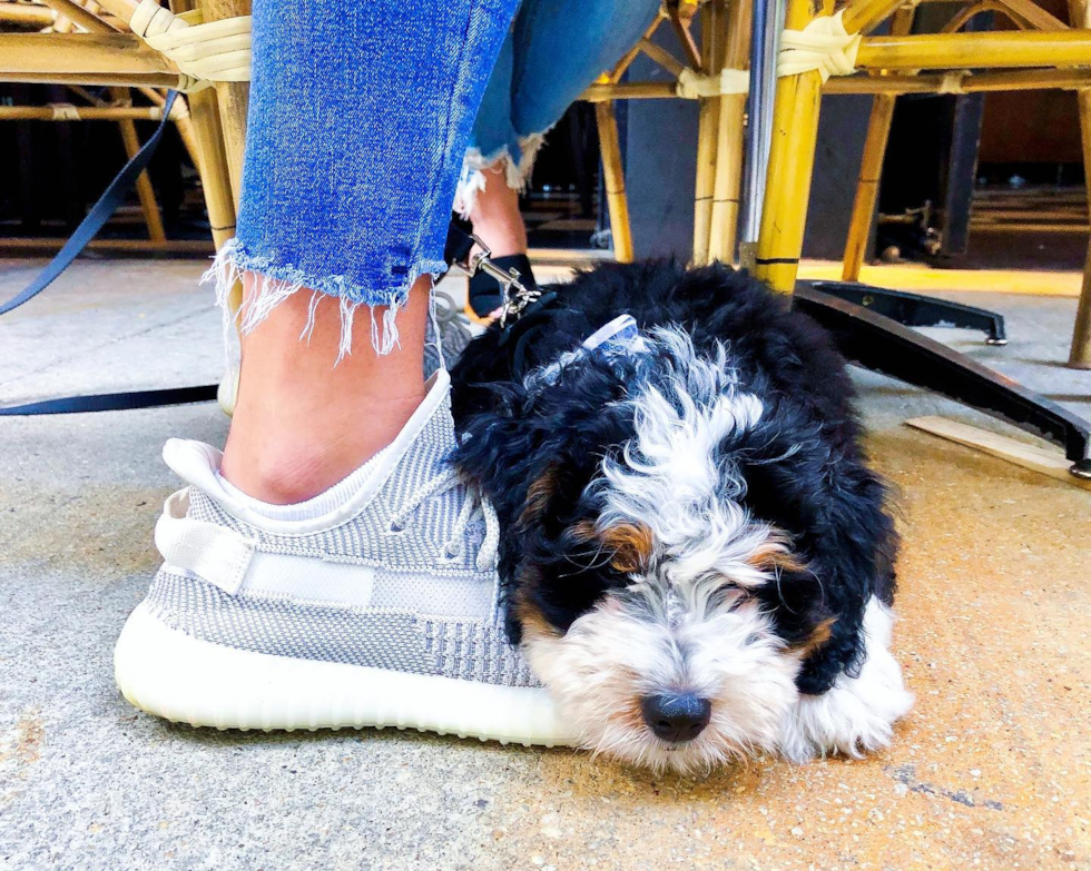 an f1 mini bernedoodle puppy napping on a person's shoes