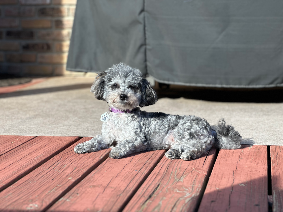 gray Maltipoo dog sitting outside on a deck