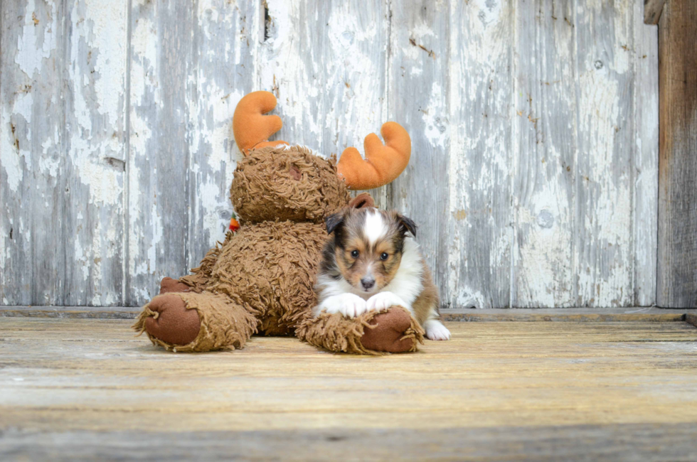 Premier Pups for sale in Ohio Buy or adopt a puppy breed on Premier Pup