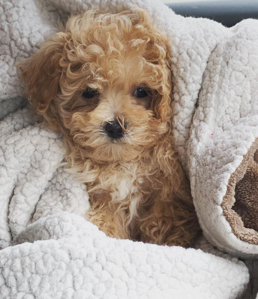 curly maltipoo puppy cuddled in a blanket