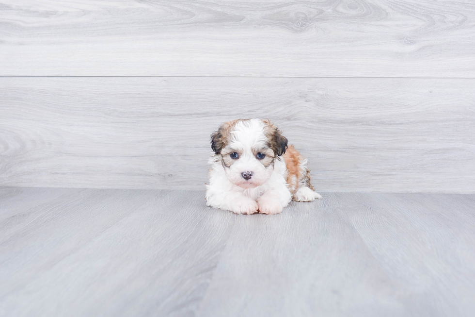 Meet Milo - our Teddy Bear Puppy Photo 2/4 - Premier Pups