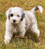 Mini Sheepadoodle Being Cute