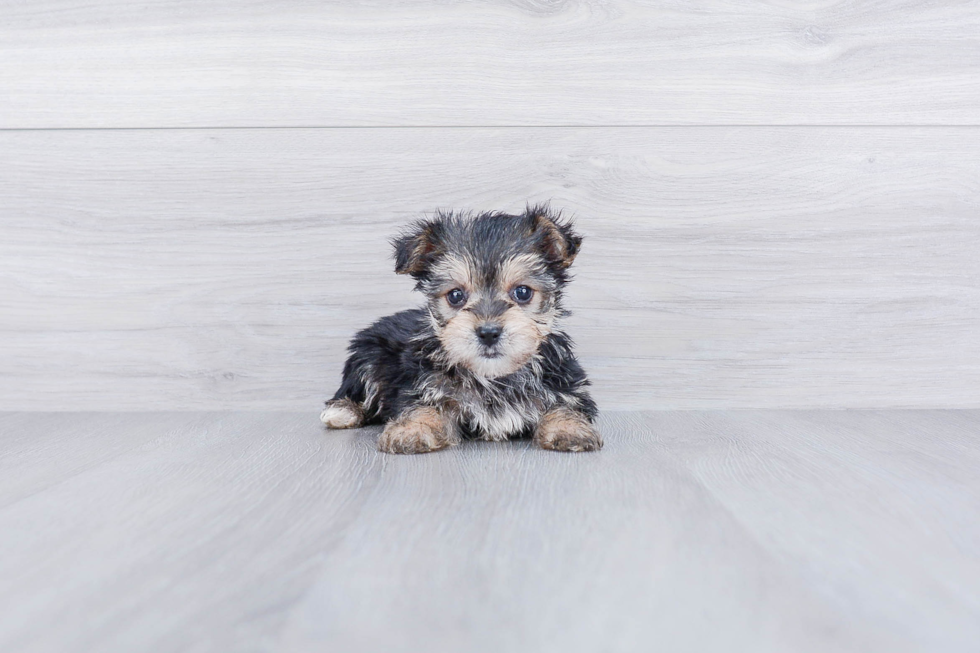 Meet Trini - our Morkie Puppy Photo 1/3 - Premier Pups