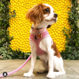 Cavalier King Charles Spaniel Being Cute