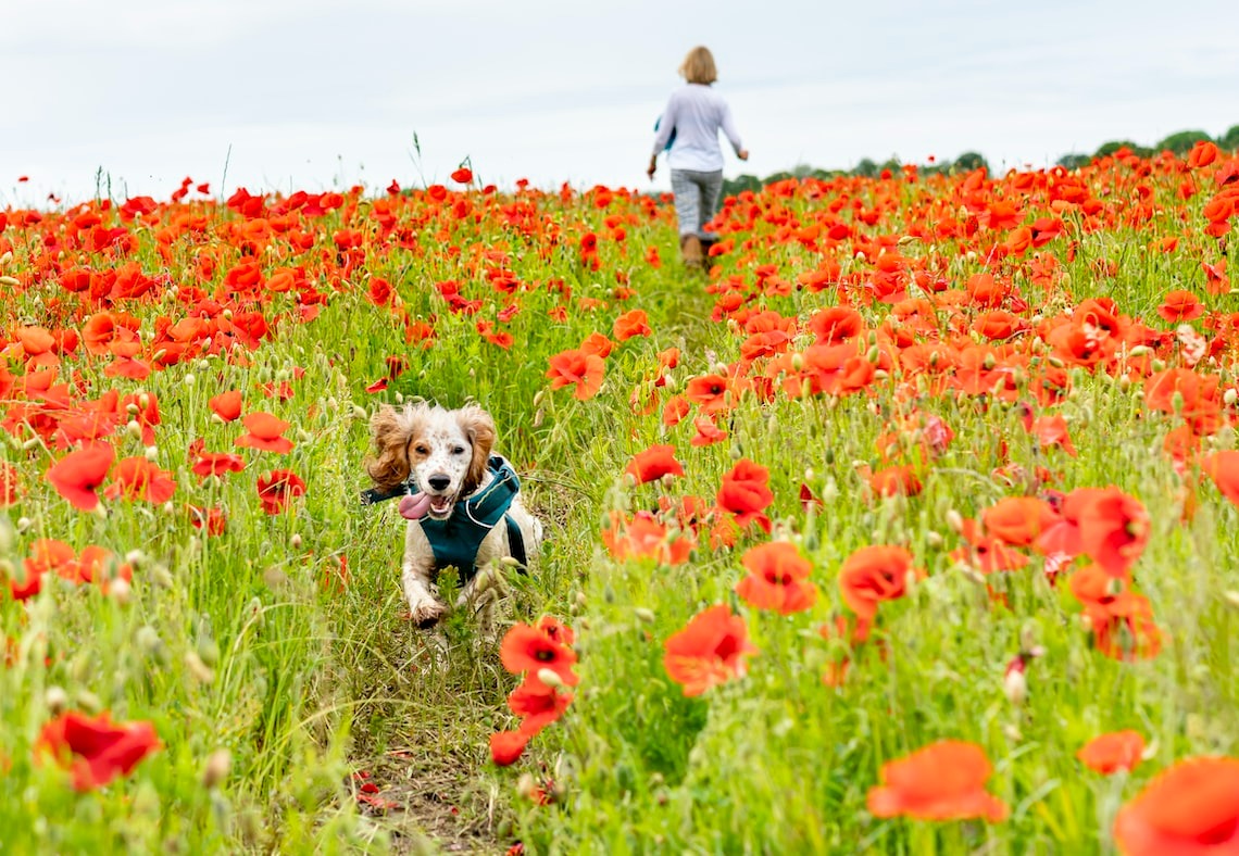 happy Cocker Spaniel in a poppy fieled with owner