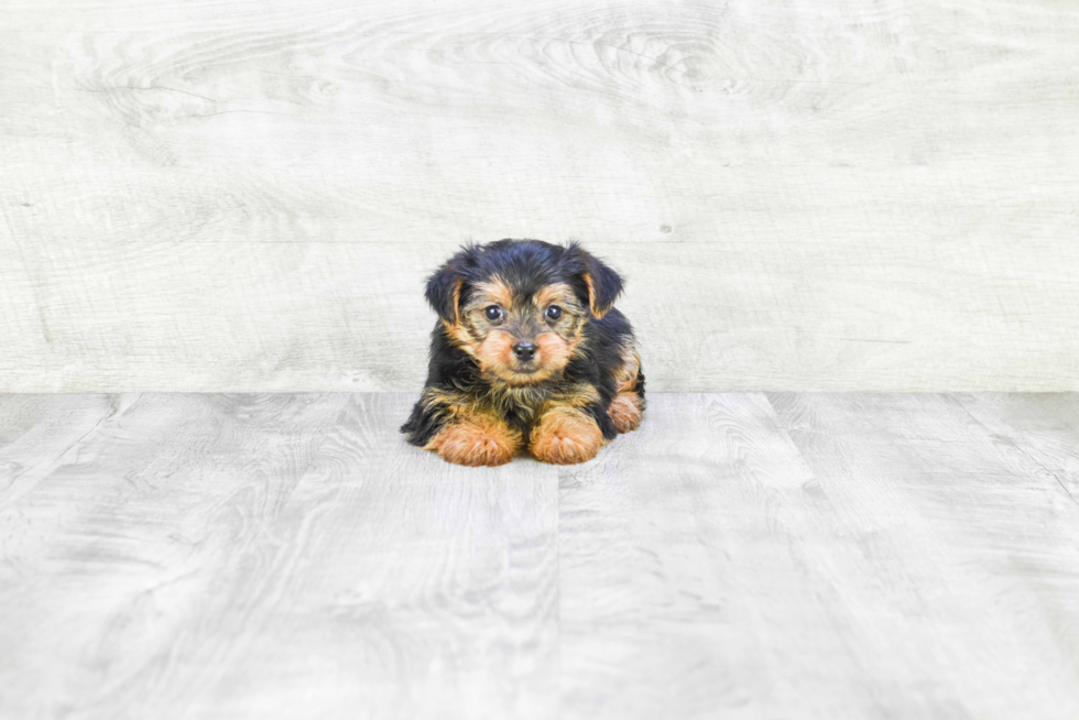 Meet Lily - our Yorkshire Terrier Puppy Photo 