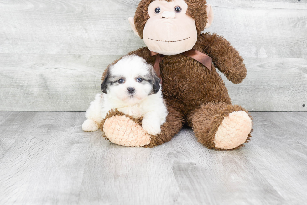 Meet Arielle - our Teddy Bear Puppy Photo 1/3 - Premier Pups