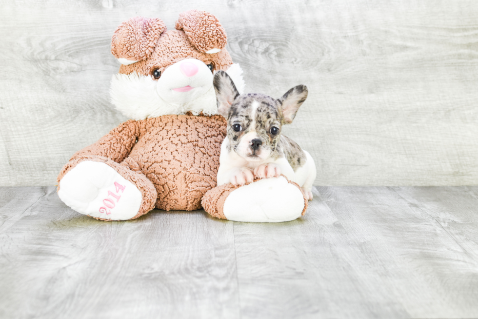 French Bulldog Puppy for Adoption