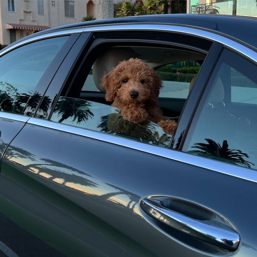 brown mini goldendoodle with curly hair sitting in a car and looking out the window