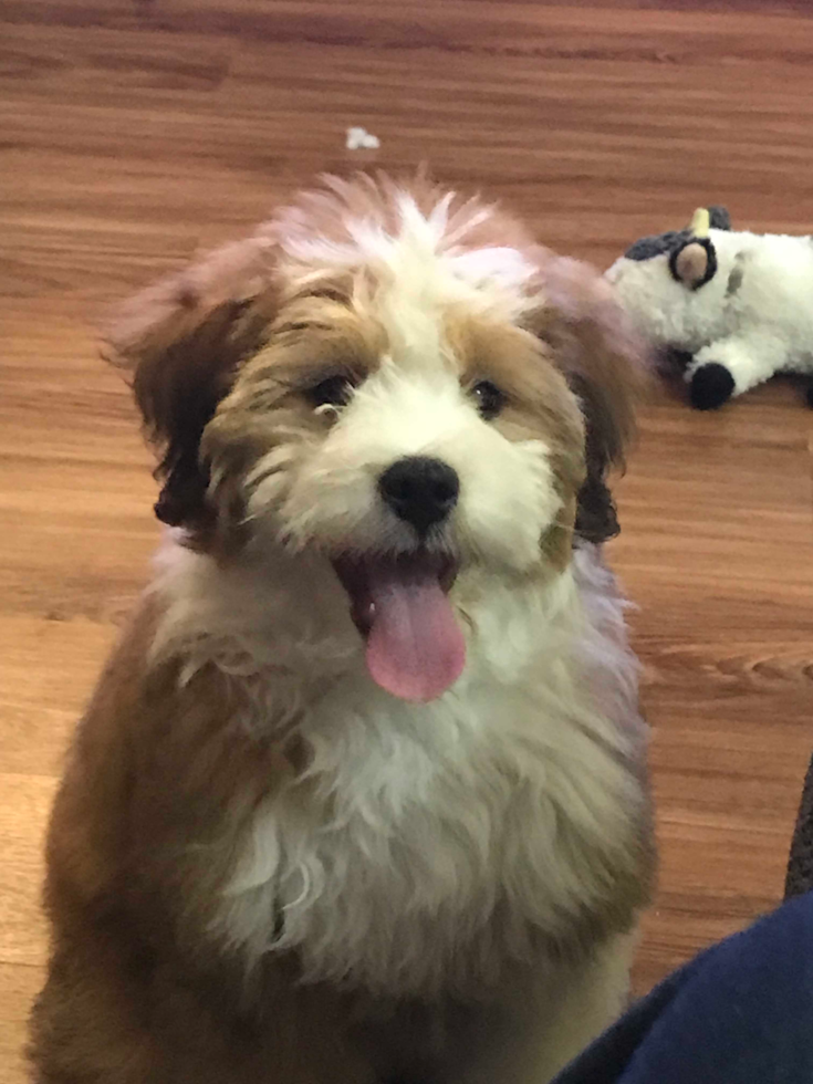 tan and white bernedoodle mini with long hair 