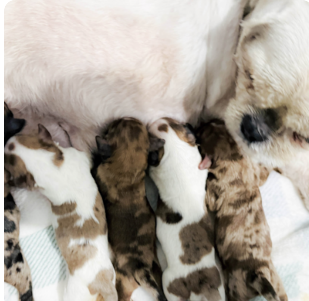 five newborn premier pups puppies being nursed