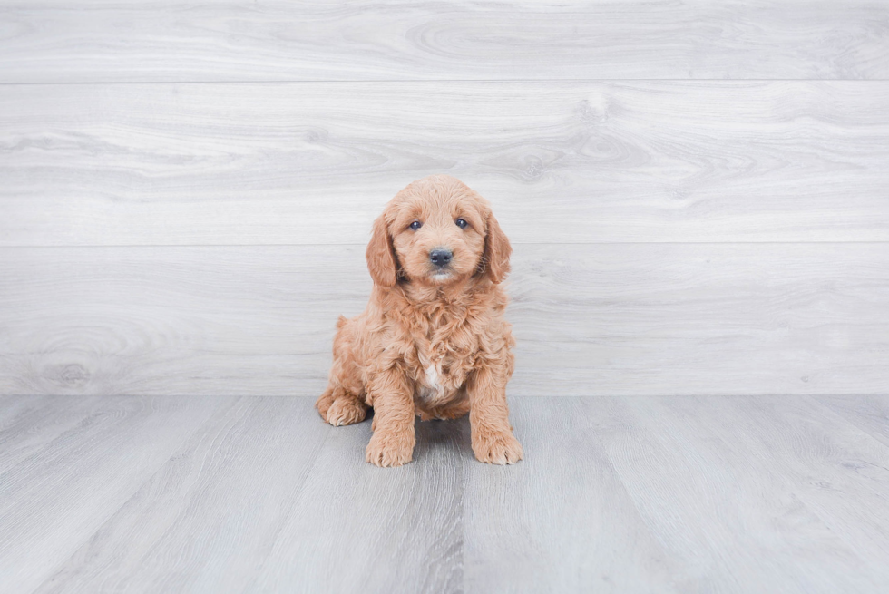 Adorable Golden Retriever Poodle Mix Puppy