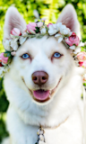 Puppy For Sale Premier Pups Fluffy Pomsky Pup