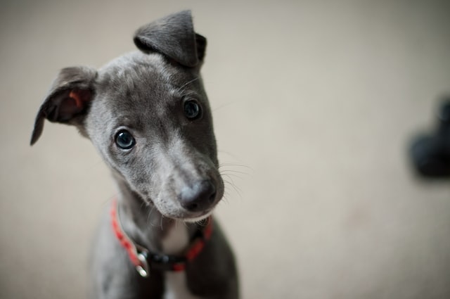 gray dog with beautiful, expressive eyes