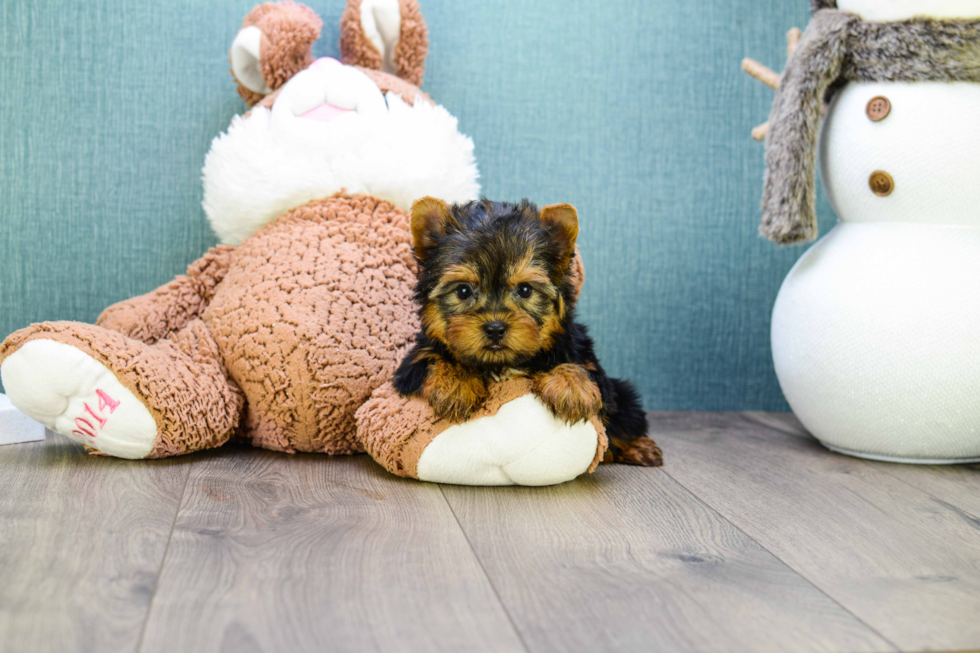 Meet Teacup-Jeremy - our Yorkshire Terrier Puppy Photo 