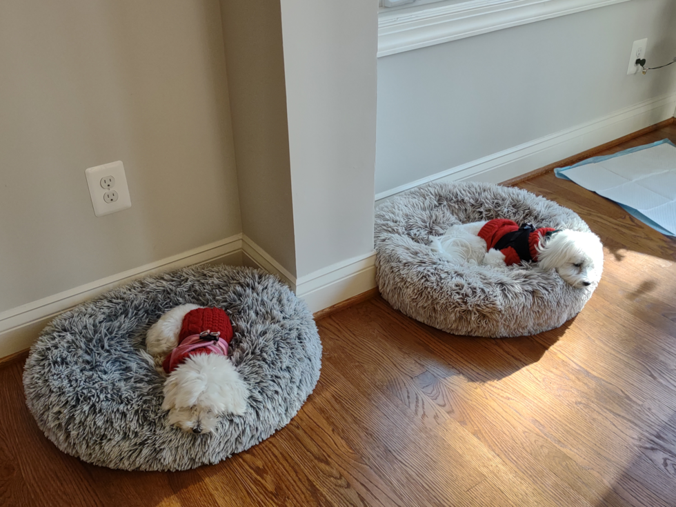 two maltese maltipoo dogs sleeping in separate dog beds