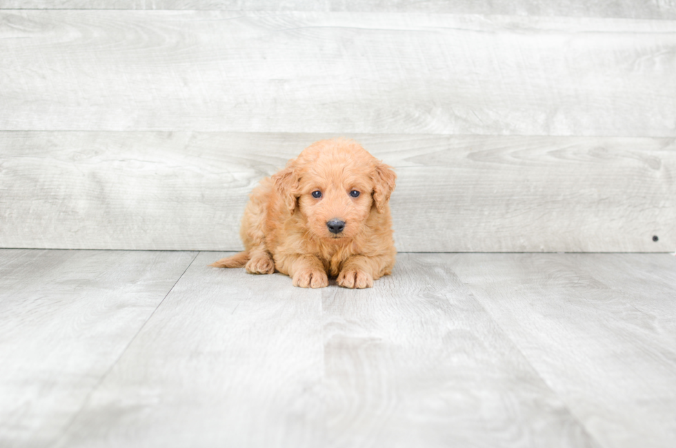 Mini Goldendoodle Puppies for Sale US Shipping Premierpups