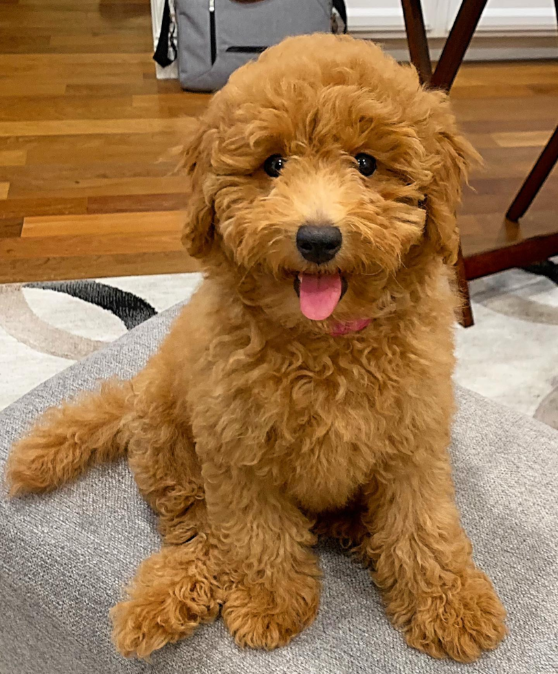 brown goldendoodle mini sitting on a carpet in a cozy home