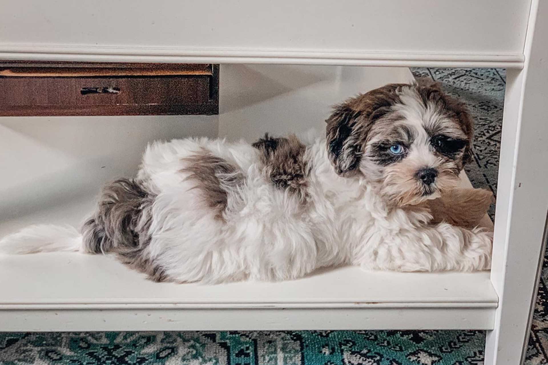 Shih Poo puppy