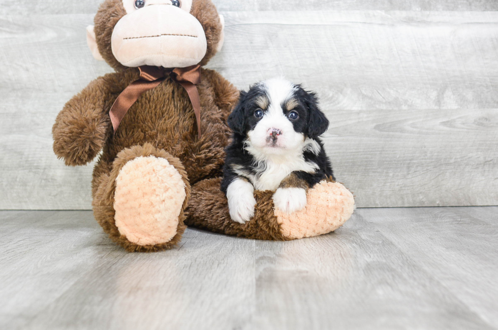mini bernedoodle puppies for