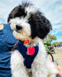 Petite Havapoo Poodle Mix Pup