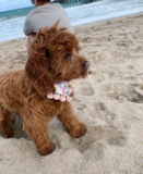 Puppy For Sale Premier Pups Smart Cavapoo Poodle Mix Pup