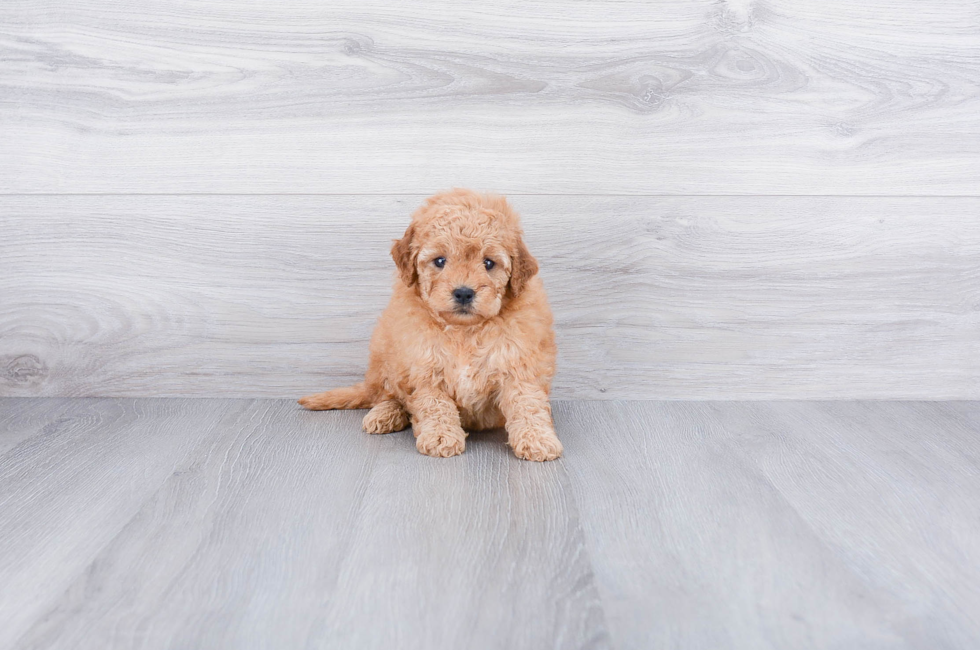 Mini Goldendoodle Puppies For Sale Online Comfortable Us