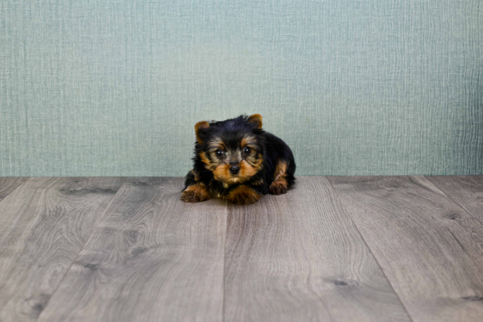 Meet Rebecca - our Yorkshire Terrier Puppy Photo 