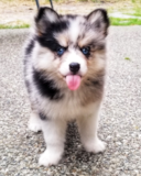 Happy Pomsky Designer Pup