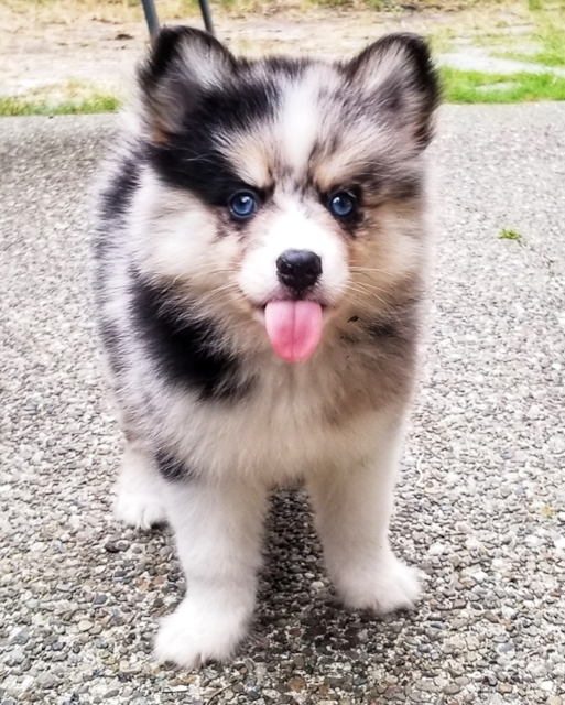 Pomsky Puppies For Sale | Exclusive Designer Puppies