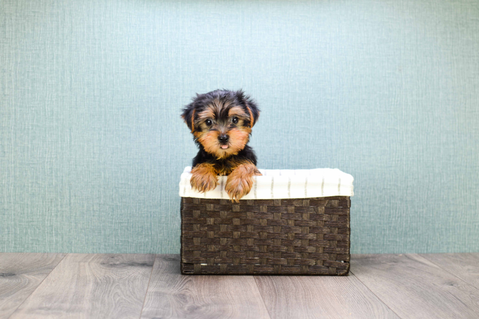Meet  Teacup-Timmy - our Yorkshire Terrier Puppy Photo 